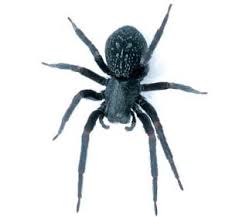 Organizations such as the unhcr are able to provide help. Common Spider Species Rentokil Kenya
