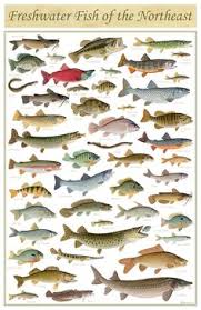 97 Best Fish Chart Images Fish Chart Fish Freshwater Fish