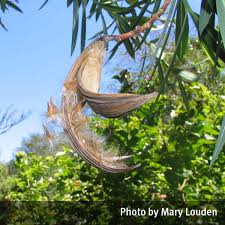 Image result for Sphaeropsis tumefaciens oleander symptoms