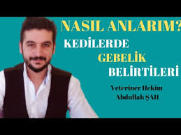 Kedinin Dogum Ani Ve Sonrasi Youtube