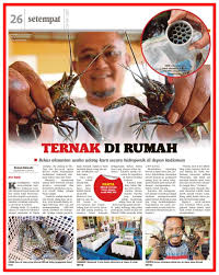 Cara Ternak Sendiri Udang Kara Lobster Dirumah Set Ternakan Automatik Darul Furqan