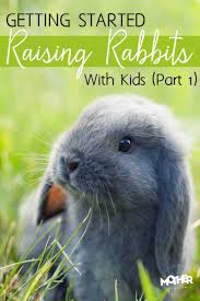 Do rabbits like salt blocks : Getting Started Raising Rabbits With Kids Part 1