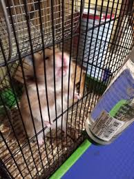 Сколько спят хомяки: режим сна и возможность спячки