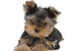 Get even more great ideas about 77 ausgewachsen biewer yorkshire. Wie Alt Werden Yorkshire Terrier