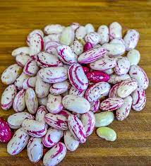 Cranberry beans , also known as borlotti beans, are delicate and creamy in texture with a gorgeous red hue. Fresh Cranberry Beans With Olive Oil Garlic May I Have That Recipe