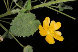 Image result for Abutilon indicum