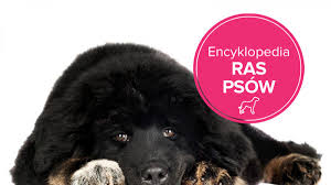 Uznawane są za jedna z najstarszych ras psów na świecie. Mastif Tybetanski Charakterystyka Rasy Zwierzeta Polki Pl