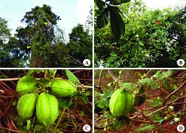 Image result for Cardiospermum grandiflorum