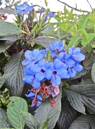 Image result for Eranthemum pulchellum