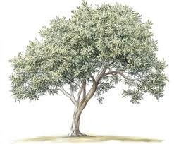 Image result for Salvadora