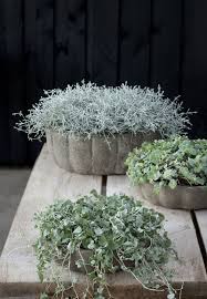 Pin By Lenore Reese On Indoor Plants Plants Indoor Plants Planting Flowers