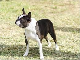 The Best Clothes For Boston Terriers