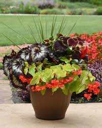 Feb 26, 2020 · pick a theme to achieve a cohesive look even with different plants. Jurassic Rex Begonias Make A Gigantic Impression Winnipeg Free Press Homes