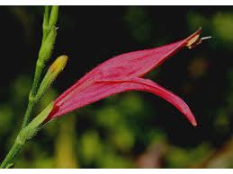 Image result for Dicliptera monroi