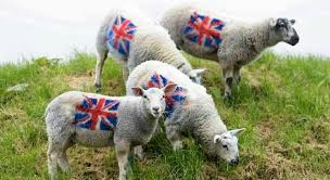 Even The Sheep Occasionally Fly The Union Jack Animals Sheep Sheep And Lamb