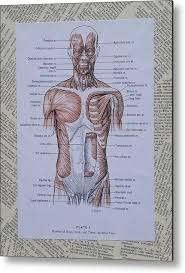 See more ideas about anatomy, anatomy drawing, anatomy for artists. Anatomy Of Art Muscles Of The Torso Metal Print By Laura Walters