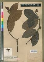 Image result for Sherbournia bignoniiflora