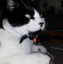 Pittsburgh pa veterinary care | all pet animal hospital. All Pets Medical Center Llc Home Facebook