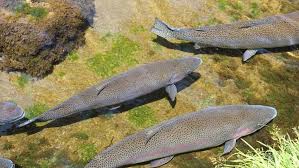 Aal, äsche, bachforelle, bachsaibling, barsch, grundel, hecht, kaulbarsch, meerforelle, quappe, rapfen, regenbogenforelle, sonnenbarsch, stör. Aquakultur In Osterreich Aquakulturinfo