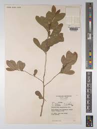 Image result for Brackenridgea