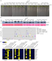 Homeostasis is the process that allows the body to reach and maintain a state of equilibrium. Two Bifunctional Inositol Pyrophosphate Kinases Phosphatases Control Plant Phosphate Homeostasis Elife