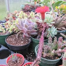 Image result for Senecio propior