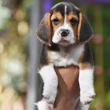 Beagle Puppy Beagle Puppy Calm Dog Breeds Dog Breeds Little