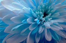 Maurisca Henita Blue Dahlia Blue Flower Art Blue Dahlia Flower Prints Art