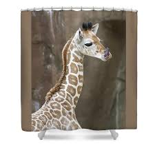 William mark corp feisty pets scrappy savannah giraffe tongue out plush key chain. Baby Giraffe Tongue Shower Curtain For Sale By Denise Irving