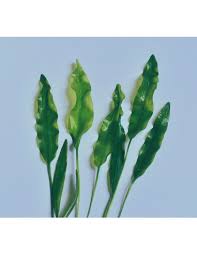 Image result for Aponogeton