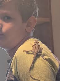 First time bearded dragon owner tips