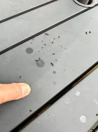 Image result for squirrel poop