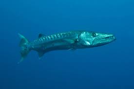 Image result for Medium Blue 1965 Barracuda