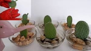 Learn more about the saguaro cactus and along with each saguaro cactus picture, we've included a saguaro fact. How To Propagate Cactus Leaf Cuttings In Water With Glass Bowl Opuntia Leucotricha Propagation Youtube