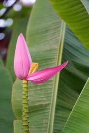 Image result for Musa ornata