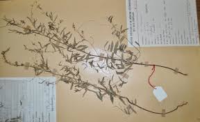 Image result for Phyllanthus pentandrus