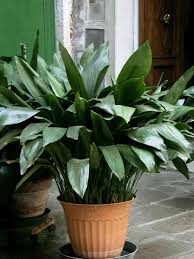 Up to 6 feet tall Plants For Low Light Hard To Kill Houseplants Non Toxic Houseplants Cast Iron Plant Easy House Plants Iron Plant