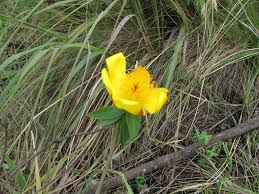 Image result for Hypericum revolutum