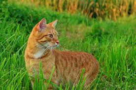 Pin On Nwc Naturals Pet Products