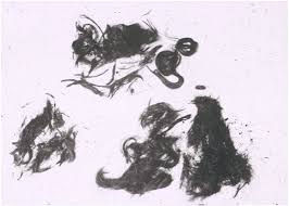Tufts Of Blood Soaked Brownish Black Shoulder Long Hair From The Back Download Scientific Diagram Complete hair lines, neck, and back of head. tufts of blood soaked brownish black