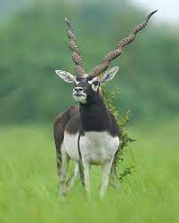 Black Buck Rare Animals Animals Wild Nature Animals