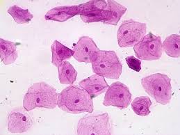Choose from a wide range of similar scenes. Cheek Cells 400x Stained Human Cheek Cells Stained For Imp Flickr