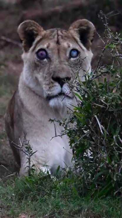 A blind lioness has survived for over 5 years This female has been blind for over 5 years but has been thriving with the help of her 2 daughters.