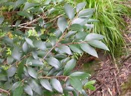 Image result for Pterocelastrus