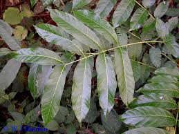 Image result for Cedrela