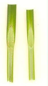 Image result for Carex spicato-paniculata