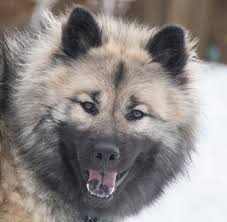 Find eurasier puppies and breeders in your area and helpful eurasier information. Eurasier