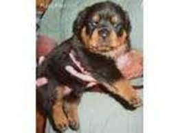 Adopt lola a black rottweiler / mixed dog in eugene, or (30694692) rottweiler · eugene, or. Puppyfinder Com Rottweiler Puppies Puppies For Sale Near Me In Salem Oregon Usa Page 1 Displays 10