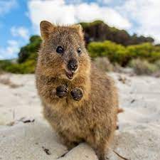 The Cutest Fighter In The World Quokka Animal Happy Animals Quokka