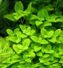 Image result for Limnophila